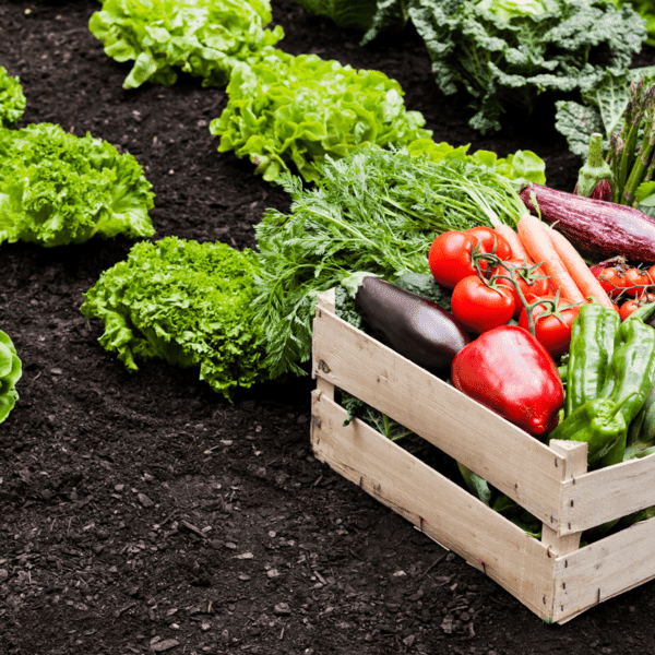 AGRICULTURE
